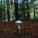 mushroom in forest