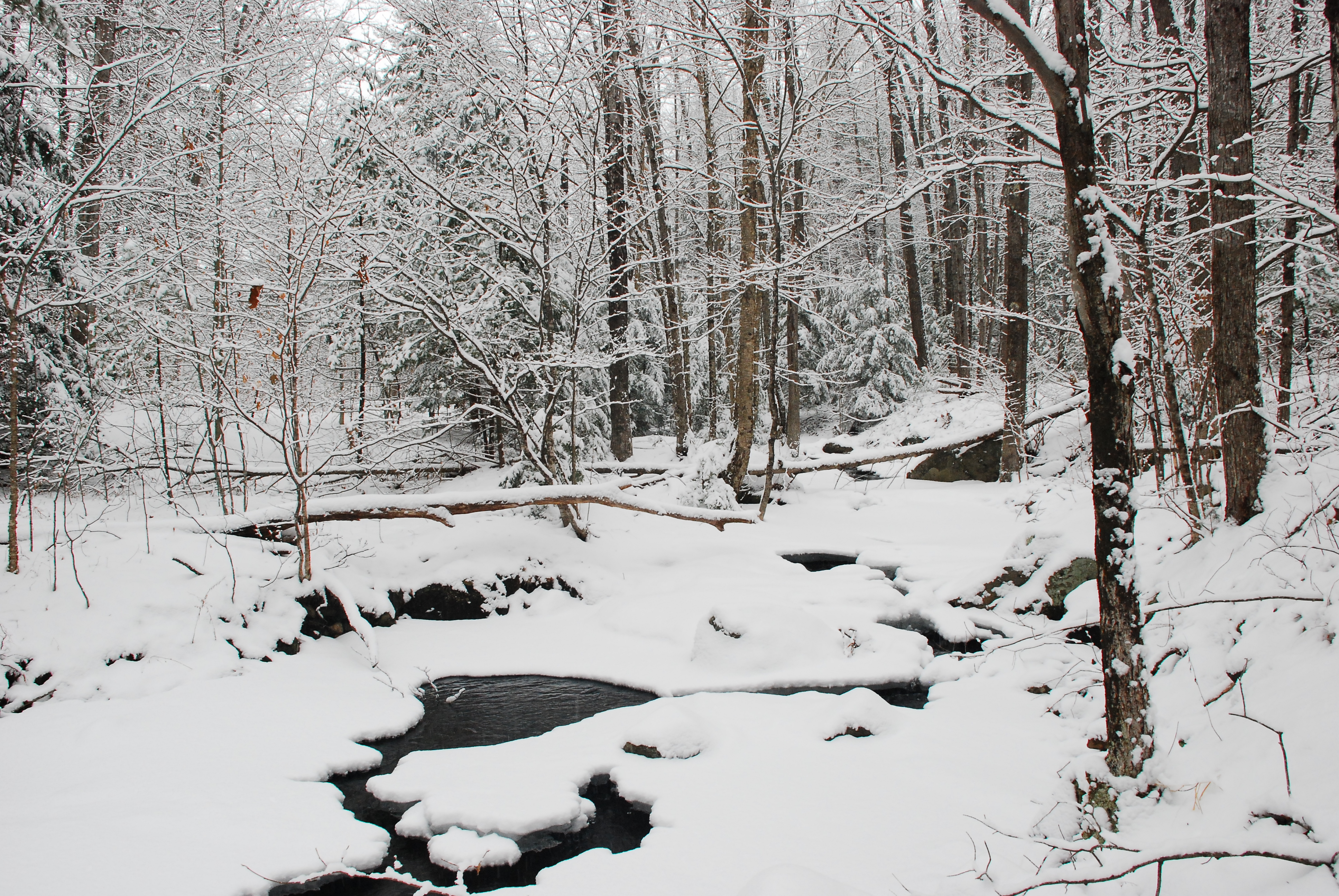 woods.snow.1